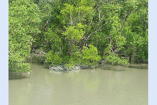 Viaggio in India 2008 - Sunderbans